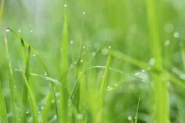 Obraz premium green grass in the morning