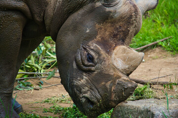 Obraz premium 横浜動物園のサイ