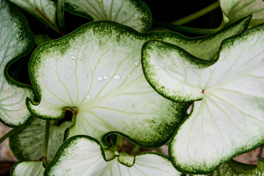 white leaves Auspicious plants decorate the garden 