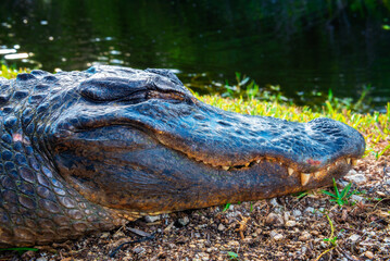 Head of a sleeping alligator in the Everglades, Florida