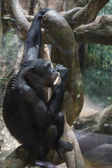Fototapeta na wymiar 横浜動物園のチンパンジー