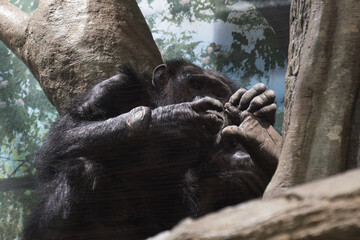横浜動物園のチンパンジー