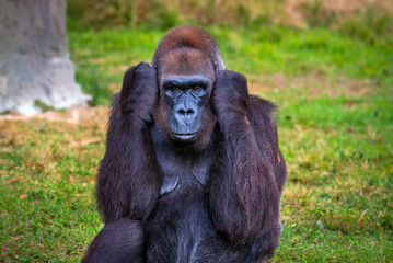 Big western lowland gorilla