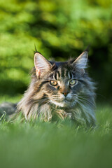 Naklejka na ściany i meble Large beautiful Maine Coon cat on the lawn