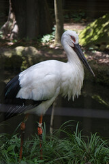 横浜動物園のコウノトリ