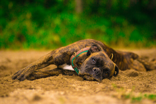 Dog Life
