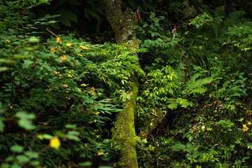 森, 自然, 木, 緑, 植える