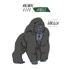 Gorilla wildlife Animal Hand drawn color Illustration