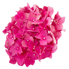 inflorescence of pink hydrangea isolated on transparent background with white