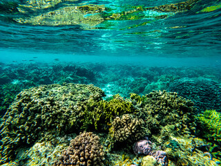 Diving in Una Una -Indonesia 