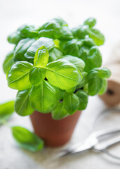 Young fresh basil in pots.