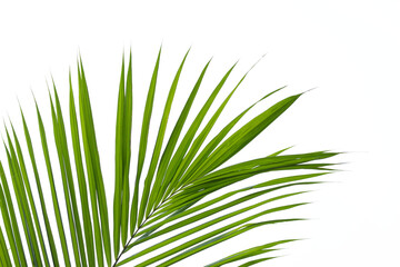 palm leaf isolated on white background