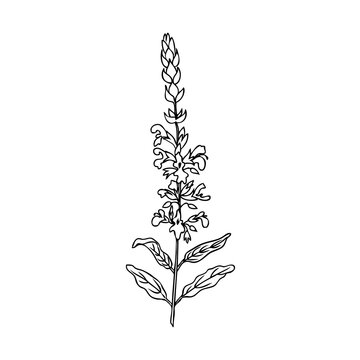 black and white sage plant drawing clip art preview