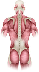 Human body muscles of the trunk shown from the back anatomy or medical anatomical diagram illustration.