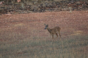 corzo hembra