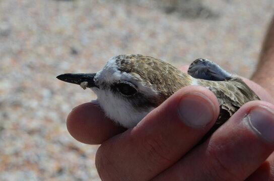 Seagull baby in hands close up