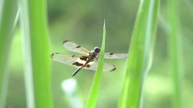 Image of a rhyothemis phyllis dragonflies on green leaves. insect animal