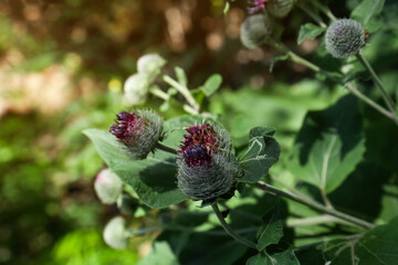 Beautiful burdock plant with flowers and green leaves outdoors on sunny day, closeup