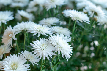 Closely photographed white chrysanthemums are blooming. Selective focus