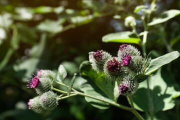 Beautiful burdock plant with flowers and green leaves outdoors on sunny day, closeup