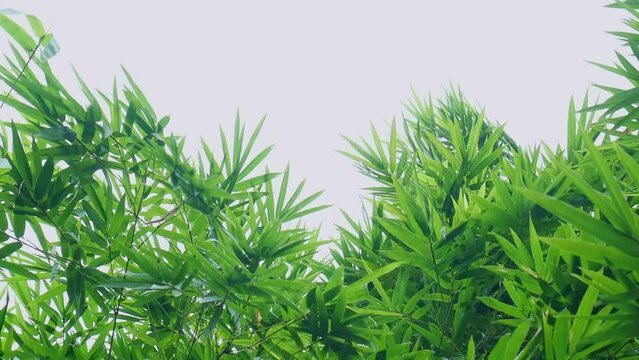  Bamboo Wind Slow Motion 08