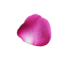 Pink rose flower petal on white background