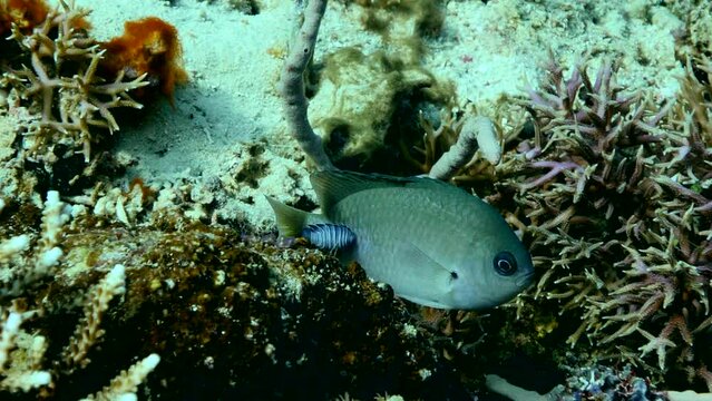 Damselfish with isopode parasite stuck on the back of the boby