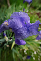 Iris