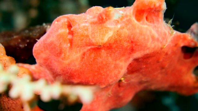Orange frogfish sitting on branches of sponges and coral