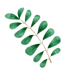 Branch of a tree with leaves