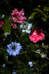 Fleurs