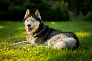Fluffy cute husky dog outdoors in sunny green garden lie down to rest. © Konstantin