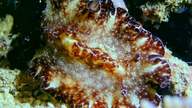 Flatworm discodoris looking like a mix of nudibranch and flatworm
