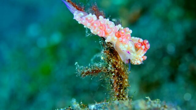 Nudibranch coryphellina rubrolineata going down a piece of coral