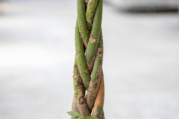 Braided trunks of Pachira aquatica plants. In horticulture they grow multiple trees in a single flowerpot with their trunks braided.