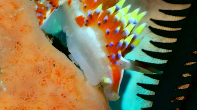 Nudibranch caloria indica looking for food on top sponge