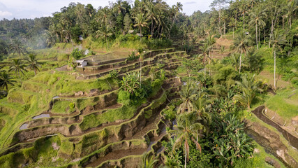 Fototapeta na wymiar Bali Ricefields Drone