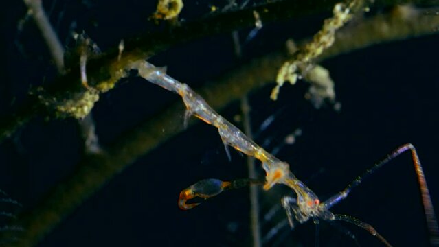 Skeleton shrimp hanging on hydrozoan and moving up and down