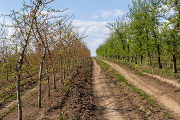 Obraz premium Fruit trees planted in a row on the farm. Early spring agricultural work. Apple orchard. Furrows on the ground. Fields for different crops. Agriculture