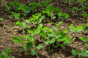 Soybean plant leaf close-up in a field of young plants. Young crops of agricultural crops. Selective focus