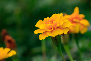 マリーゴールド