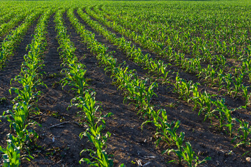 Rows of corn sprouts beginning to grow. Young corn seedlings growing in a fertile soil. An...