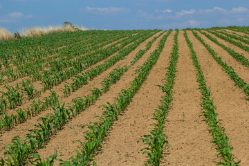 Rows of corn sprouts beginning to grow. Young corn seedlings growing in a fertile soil. An agricultural field on which grow up young corn. Rural landscape