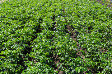 Fototapeta na wymiar Potato, Solanum tuberosum, plantation. Crop planted at agriculture field