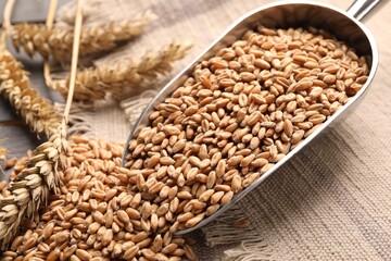 Fototapeta na wymiar Scoop, wheat grains and spikelets on table, closeup