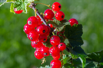 red currant grows on a bush in the garden, berry, harvest, summer, plant