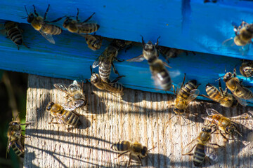 A lot of bees returning to bee hive and entering beehive with collected floral nectar and flower pollen. Swarm of bees collecting nectar from flowers. Healthy organic farm honey