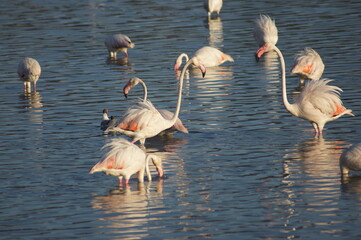 flamencos