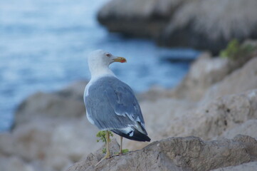 gaviota