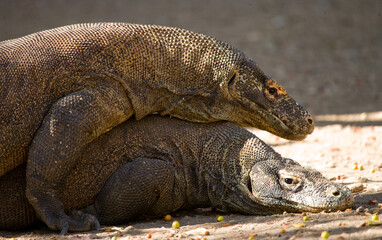 Two Komodo dragons are fighting over a piece of food. Indonesia. Komodo National Park.